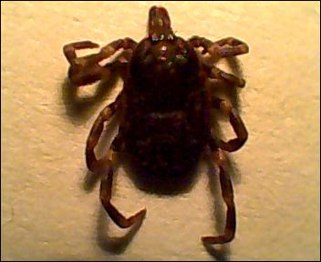 Hyalomma sp.